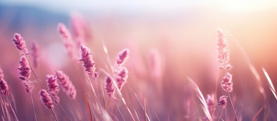 Blurry image of grass flowers or heather for background with a warm color style Ideal for copy space image