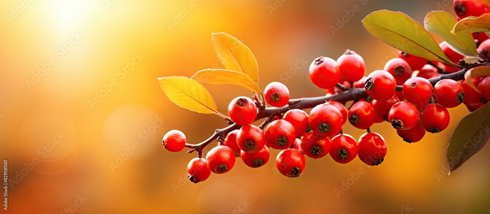 Poster soft evening sunlight shining on clusters of red berries of a cotoneaster horizontalis decne creatin