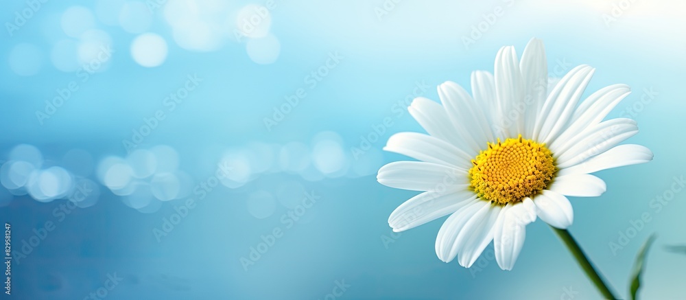 Poster daisy with copy space image for your text and design needs