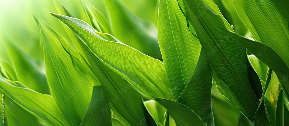 Aufkleber detailed close up image of green maize leaves in a natural setting with ample copy space image