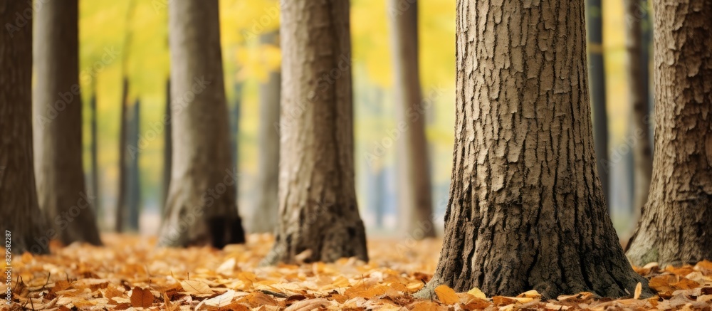 Aufkleber close up image of lower tree trunks in a forest or park during autumn with copy space