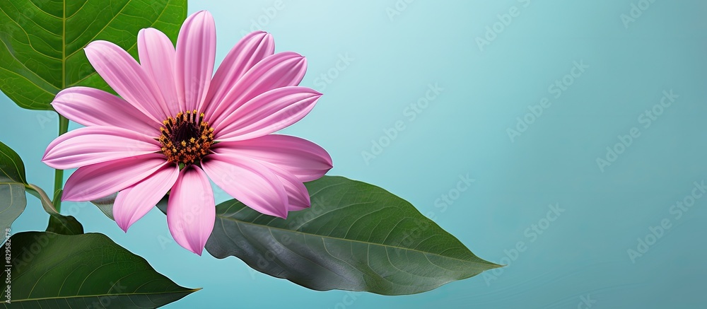 Canvas Prints a pink flower set against a green leaf backdrop creates a harmonious colorful copy space image