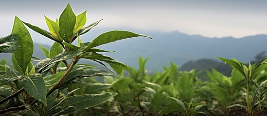Fototapeta premium Close up photo featuring a large cabuya plant with copy space image available