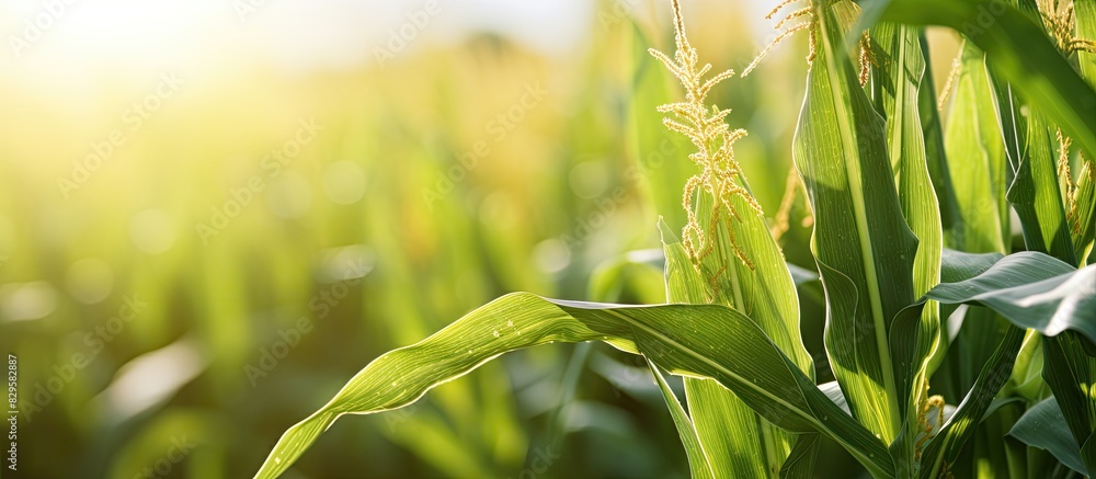 Aufkleber closeup of corn on the stalk in a serene corn field with ample copy space image available