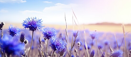 Blue knapweed flowers in a field of rye with copy space image