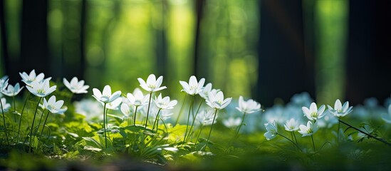 Macro image of white flowers in a forest with a spacious area for text. Copy space image. Place for adding text and design - Powered by Adobe