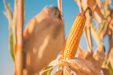 Ripe ear of corn in cultivated field, agriculture and farming