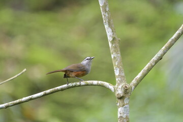 The Palani laughingthrush is a species of laughingthrush endemic to the hills of the Western Ghats south of the Palghat Gap in Southern India