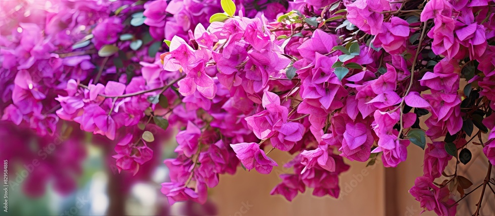 Poster a cluster of bougainvillea flowers in shades of purple and pink set against a leafy backdrop creatin