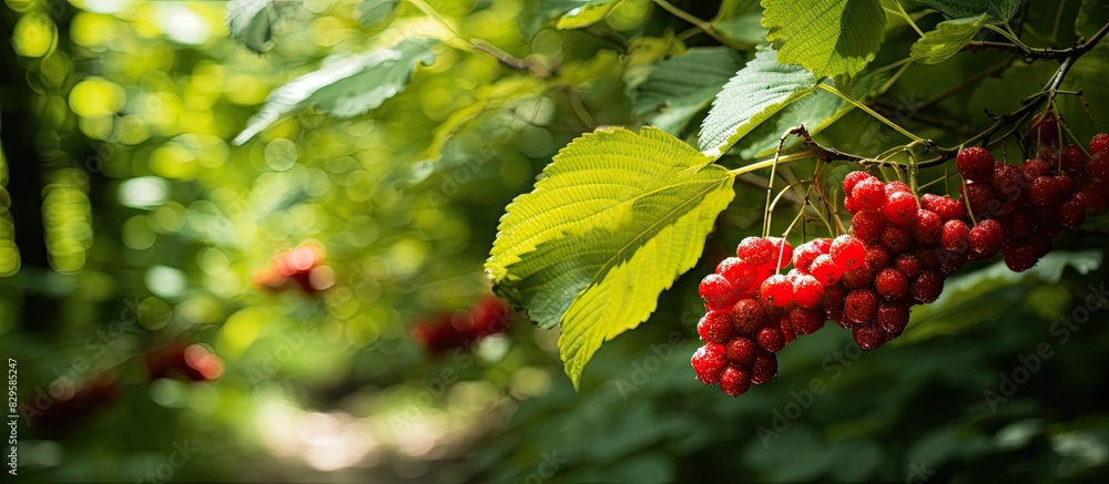 Poster the initial berries in a woodland setting during the summer with a beautifully captured copy space i