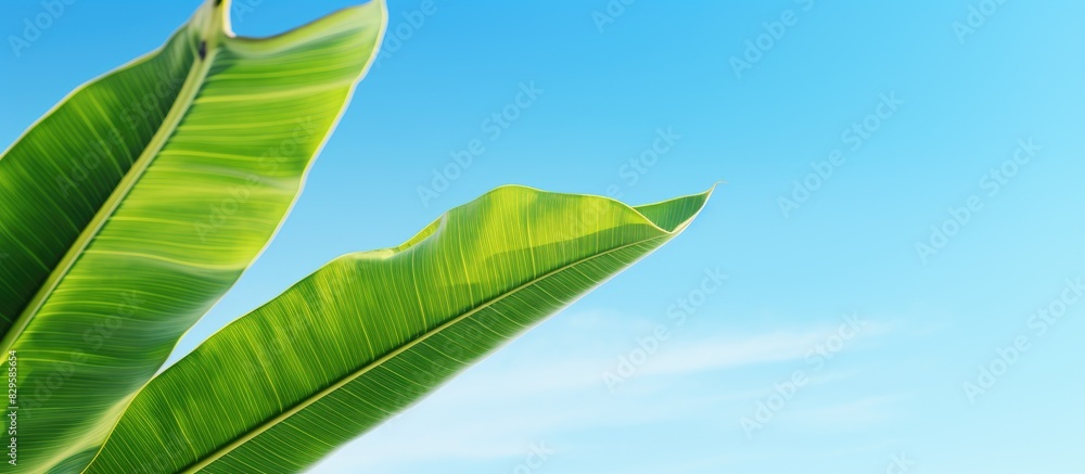 Poster a banana leaf against a bright blue sky with an empty space for text or other elements suitable for 