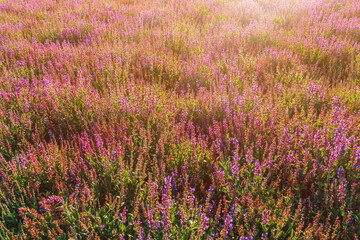Obraz premium Common sage (Salvia officinalis) plantation. Sage is a perennial evergreen shrub with blue to purplish flowers, a member of the mint family