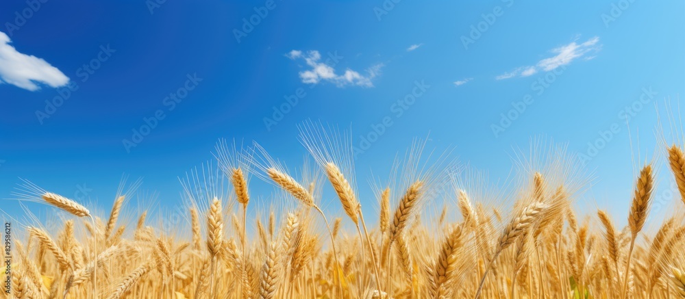 Sticker Sunny day over a wheat field set against a backdrop of clear blue sky with copy space image available