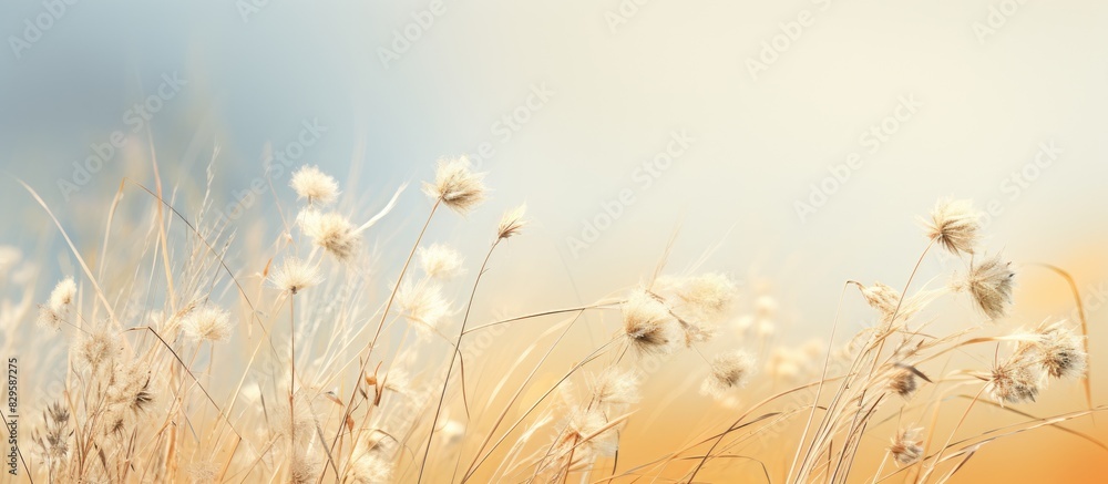 Canvas Prints several grass flowers with copy space image
