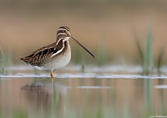 Common Snipe observed at eye level.
