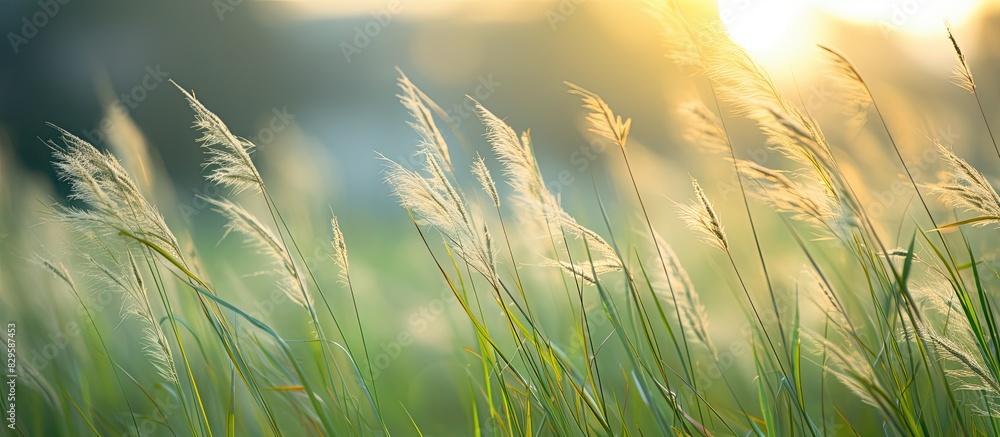 Poster grass swaying gently in the evening breeze creates a tranquil and calming atmosphere in the backgrou