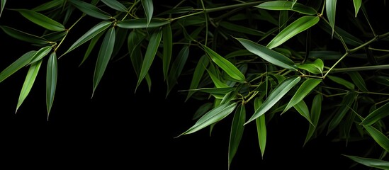 A detailed close up of many beautiful green bamboo leaves against a black background with ample copy space for images