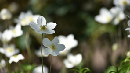 Anemone sylvestris. delicate flowers in the garden, in the flowerbed. floral background. beautiful delicate Anemone sylvestris. white flowers on a natural background. close-up. sunlight. spring season