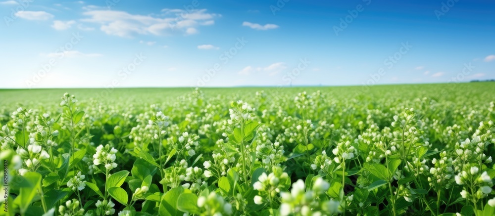 Aufkleber field of buckwheat with freshly cut grass and a clear view for copy space image