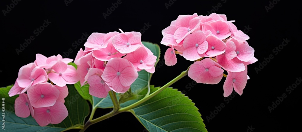 Poster hydrangea macrophylla a pink flower with a copy space image