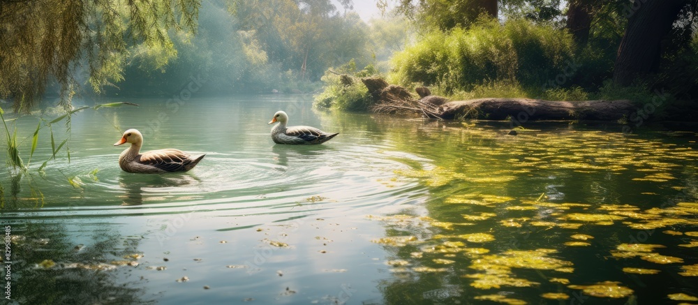 Poster ducks swimming in a pond surrounded by nature with a serene backdrop creating an idyllic scene in th