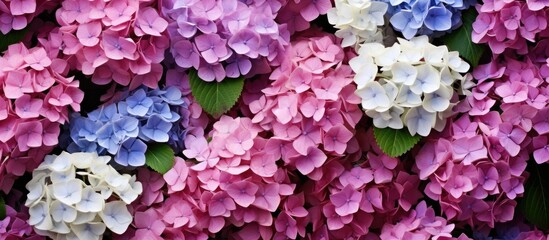 Fototapeta premium A lovely garden display of hortensia flowers with a blank area for inserting an image. Copy space image. Place for adding text and design