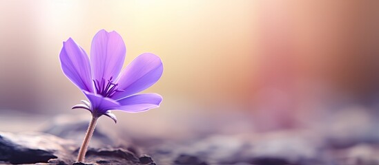 Blurred background with a violet flower in focus allowing for copy space image