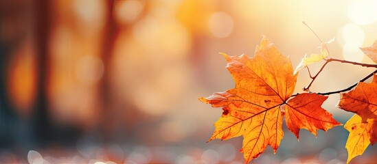 Autumn leaves starting to change color. Copy space image. Place for adding text and design