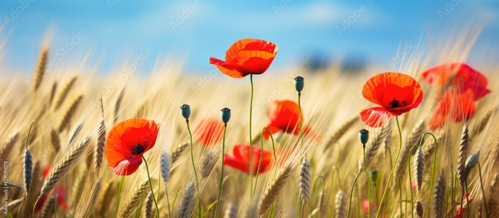 Aufkleber blooming red poppies in a wheat field with copy space image