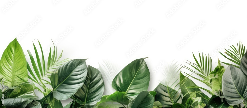 Poster tropical leaves on a white background creating a serene copy space image