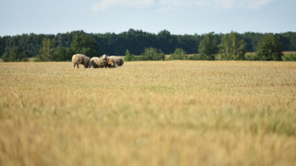 sheep in the pasture. home animal. the sheep is grazing in the meadow. livestock farm. sheep in the...