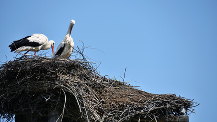 Two white storks. Ciconia. stork. wild bird. stork nest. a pair of birds in the nest. two storks. large wading, white beautiful bird. mating season. concept of love, family. close-up