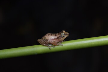 Frogs on habitat