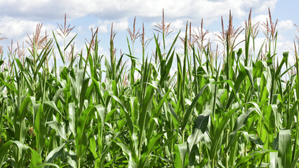 Obraz premium ears of corn and green leaves on a field background close-up. Corn farm. A selective focus picture of corn cob in organic corn field. concept of good harvest, agricultural