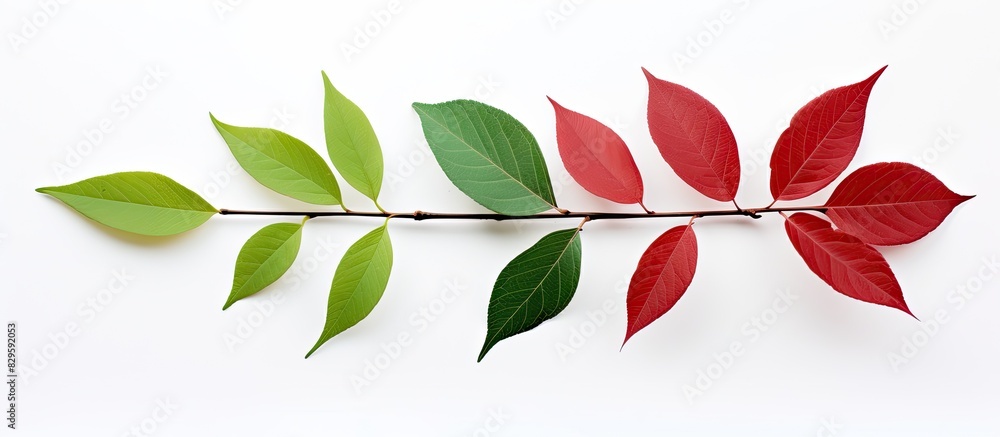Poster isolated red and green leaves on a white background with copy space image
