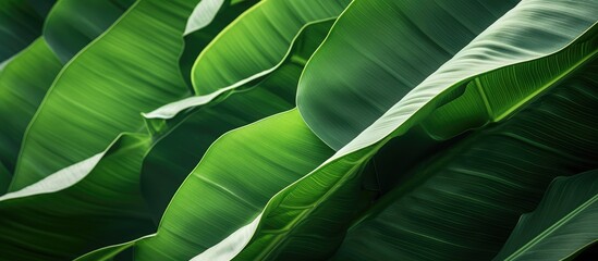 Close up image of vibrant green banana leaves with copy space image