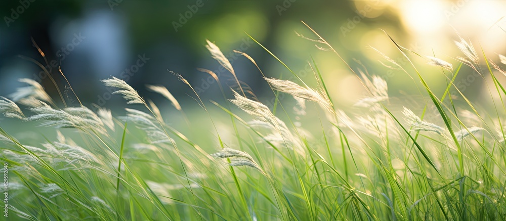 Poster grass swaying gently in the evening breeze creates a tranquil and calming atmosphere in the backgrou