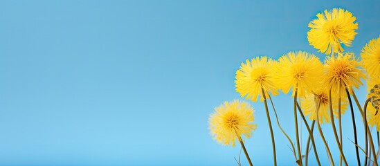 Fototapeta premium Spring flowers such as a yellow dandelion set against a blue backdrop provide a perfect copy space image for design projects