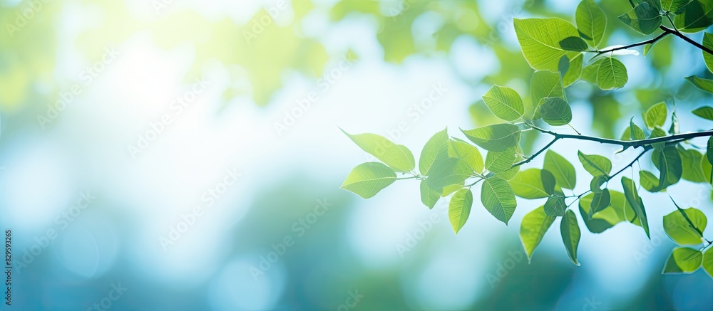 Poster blurry abstract summer background featuring blue and green hues with foliage sky and bokeh creating 