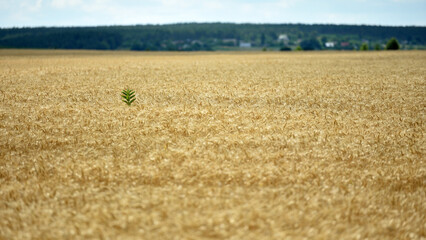 Fototapeta premium Ripe large golden ears of wheat against the yellow background of the field. Close-up, nature. The idea of a rich summer harvest, farming, agricultural industry for food. Spot focus on spikelet