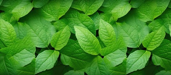 Abstract green leaves texture providing a nature background with detailed leaves close up suitable for copy space image