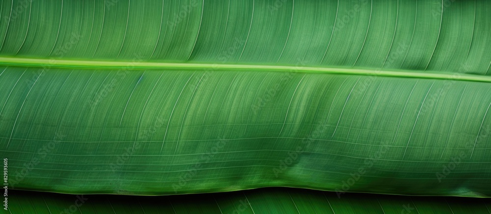 Poster background featuring the texture of a banana leaf with ample copy space image
