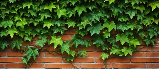 Zoomed in view of ivy leaves against a brick wall with copy space image