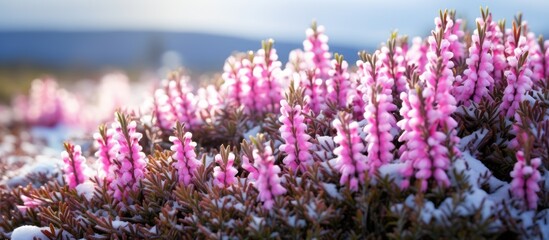 Beautiful evergreen shrub with pink white magenta and lilac flowers blooming in winter known as Calluna vulgaris or common heather ling or simply heather Close up copy space image in North Europe