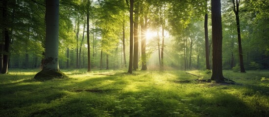 Obraz premium A sunny forest in the early morning featuring a green landscape with sunshine and sunbeams perfect for a spring nature background with copy space image