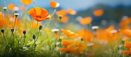 Obraz premium California poppy in vivid orange standing out in a field of wildflowers with copy space image