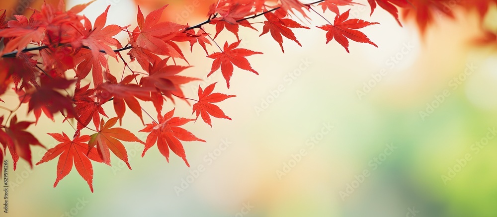 Poster foreground red maple leaves are featured in focus with copy space image of blurred green trees in th