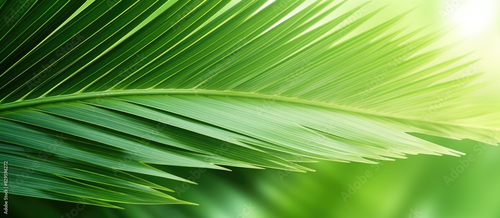 Aufkleber background featuring a palm leaf creating a soothing tropical vibe with ample copy space image