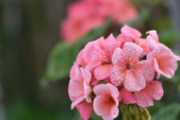 Geranium. small pale pink flowers. in drops of morning dew or after rain. Floral background. Pink...