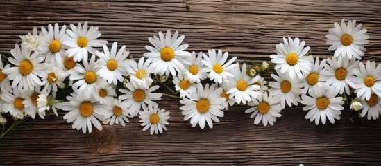 Chamomile flowers in white hues displayed on a rustic wooden backdrop with copy space image available